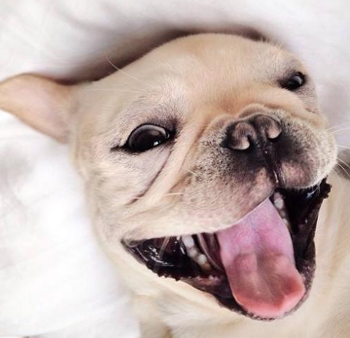 原创法国斗牛犬价格很高很多人还是抢着要养有这5个原因