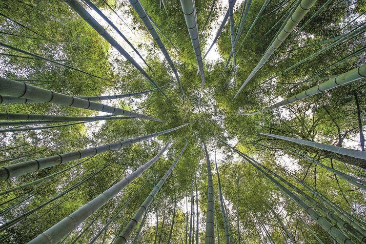 竹海听竹_竹叶_夏天_竹笋