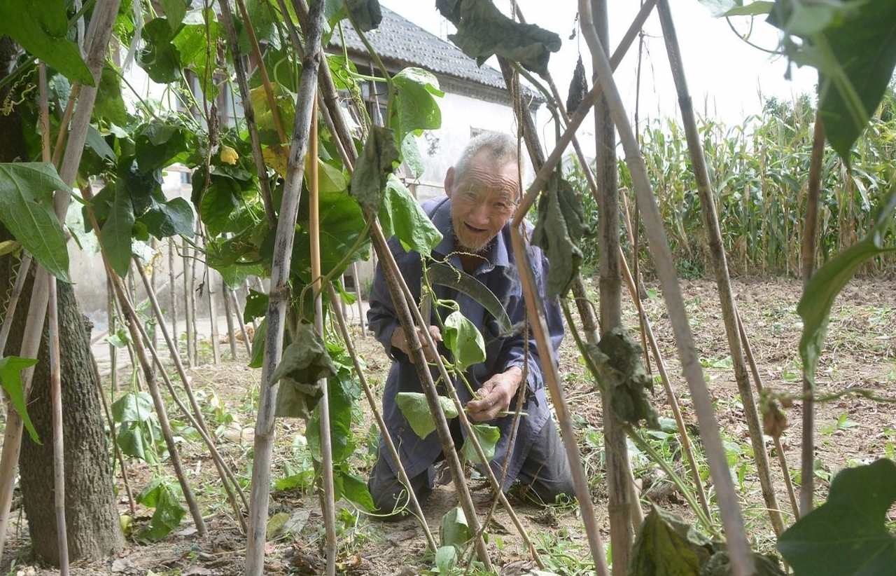 老爷子跪在田里用刀整理豆藤