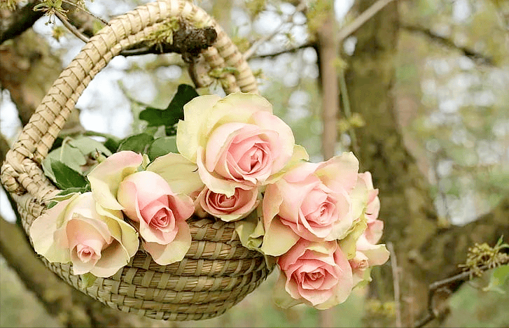 适合春游假期踏青时发的朋友圈文案春有约花不误春日游杏花吹满头