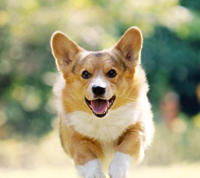 养只柯基是什么体验不说我都以为是养了只二哈