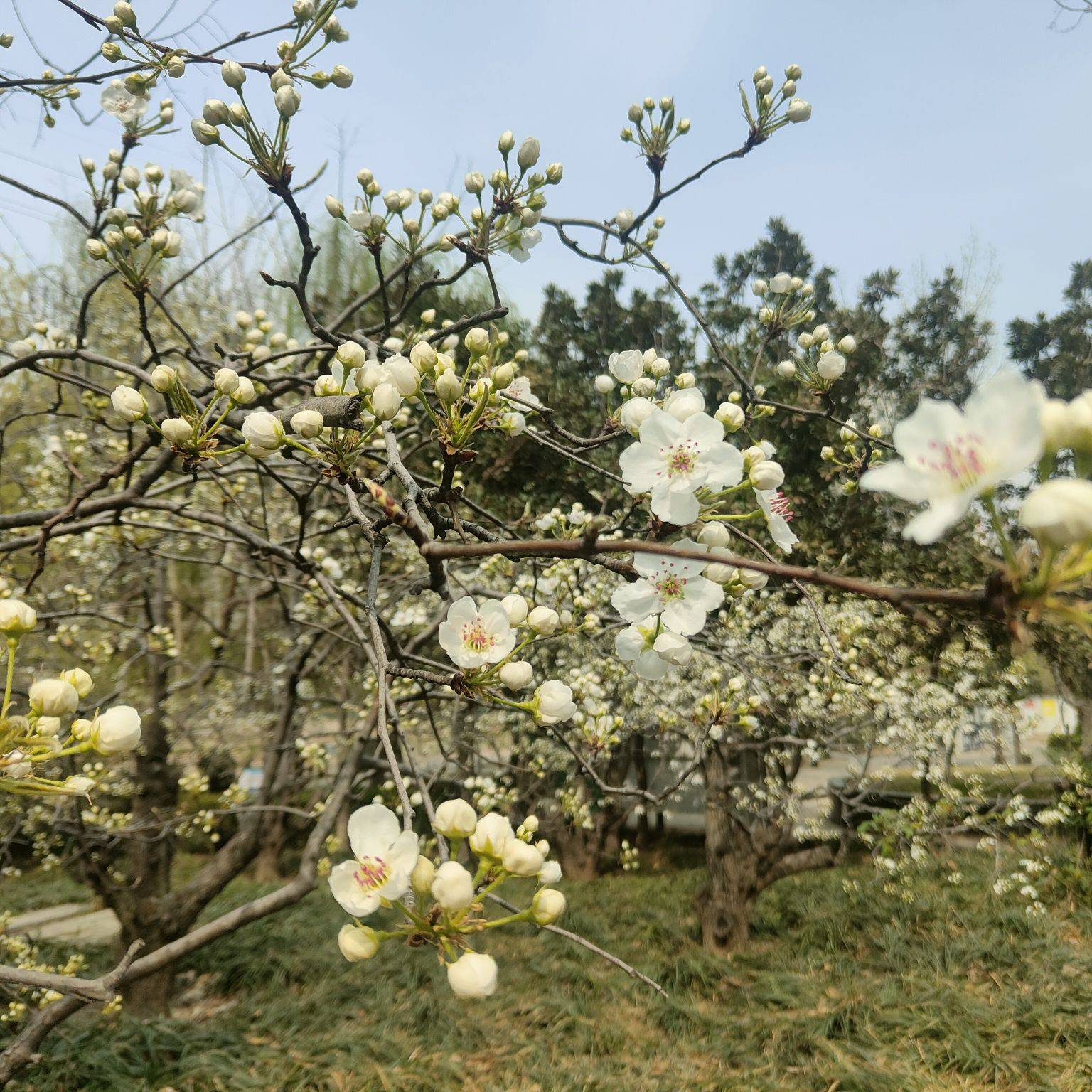 戚建庄摄影诗歌‖春来门前梨花开
