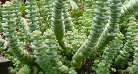 原创盆栽的多肉钱串子教你养护细节叶子一串接一串真可爱