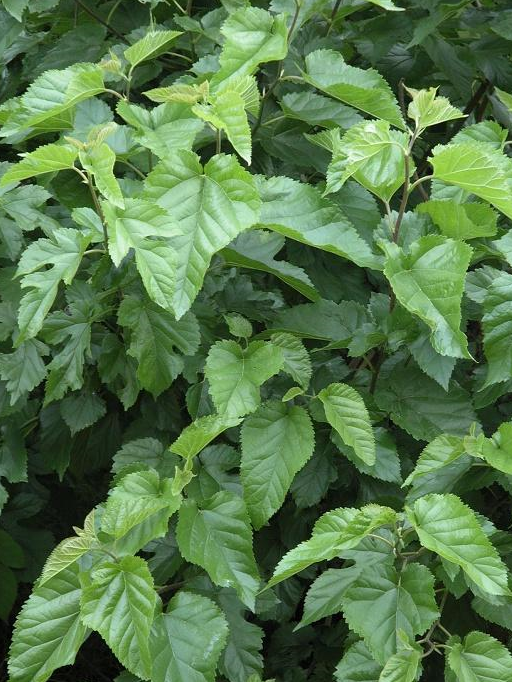 糖尿病不要怕!常吃6种"天然胰岛素"食物,糖尿病不攻自破