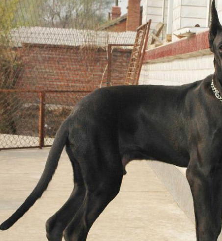 原创曾是身份和地位象征的大丹犬怎样去训练会比较好呢