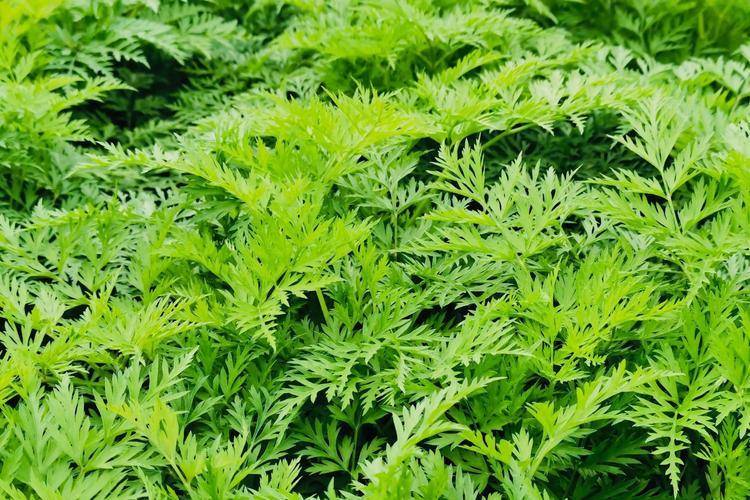 川芎文学中的香气瑰宝