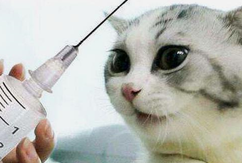 原创辟谣猫咪注射疫苗打在后脖颈就好你还在这样认为吗