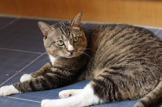 在之前刚刚听朋友说的时候,耳朵自动的去处了中间那个字,直接是狸猫