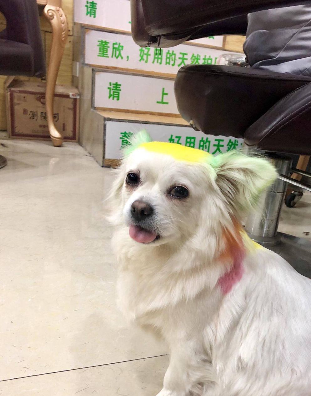 原创学校附近理发店的狗被玩坏了理发店的狗都这么潮的么