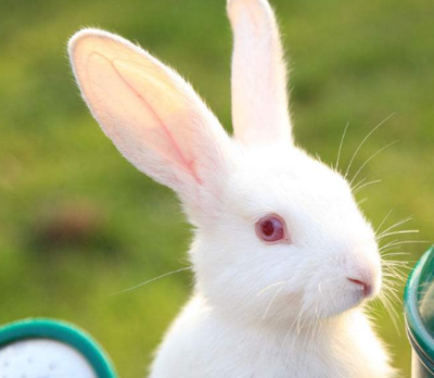 原创养宠知识兔子眼睛有结痂的眼屎兔子眼屎多怎么处理