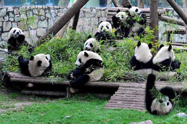 就是市中心一个小时的大熊猫基地,是旅游的第一站,毕竟国宝的的魅力