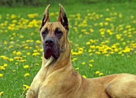 原创曾是身份和地位象征的大丹犬怎样去训练会比较好呢