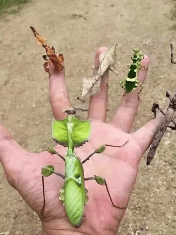 20张罕见生物照蝙蝠撞上仙人掌被刺扎死马岛杜鹃嘴里有一张脸