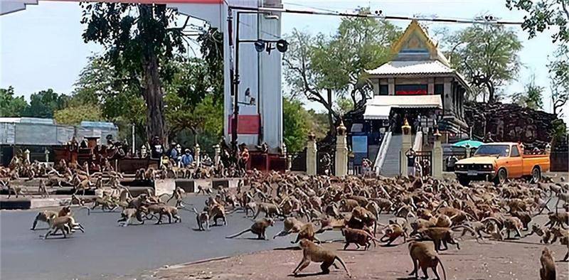 原创猴子比人还金贵杀人越货的印度猴子究竟是怎么练成的