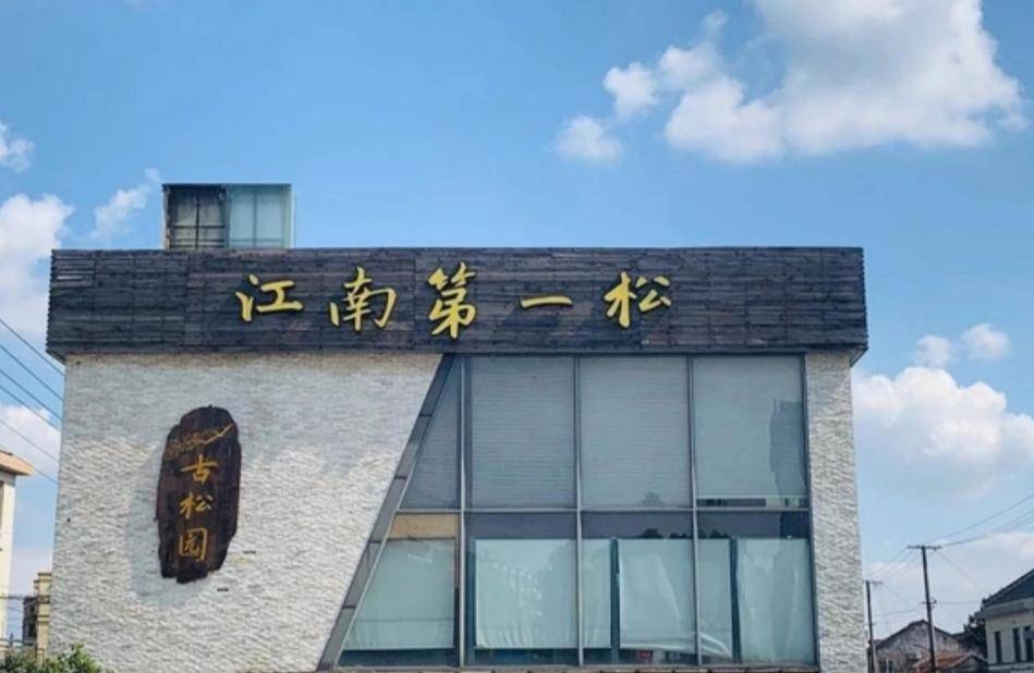 原创上海金山亭林古松园隐藏在都市中的魅力园林