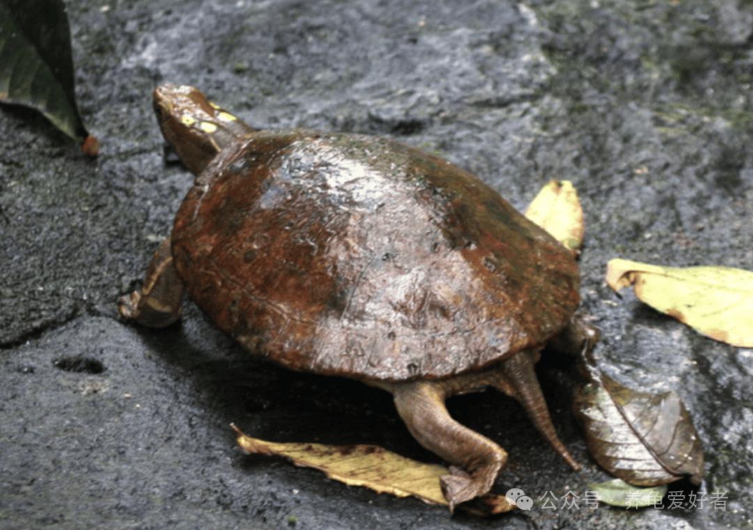 那些不为人知的小秘密,颠覆我的旧观念,养龟得记首功_生活_乌龟_体型