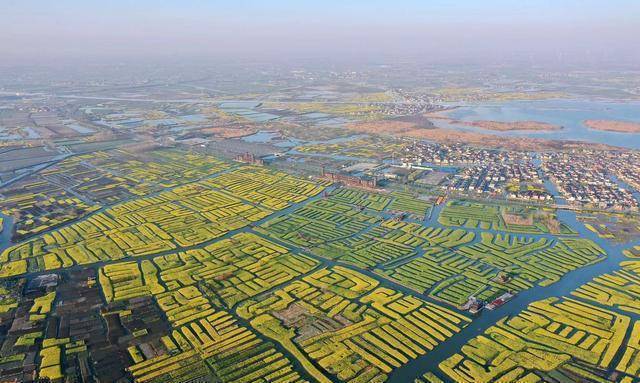 被誉为世界上四大油菜花海之一兴化千垛油菜花海真的太美了