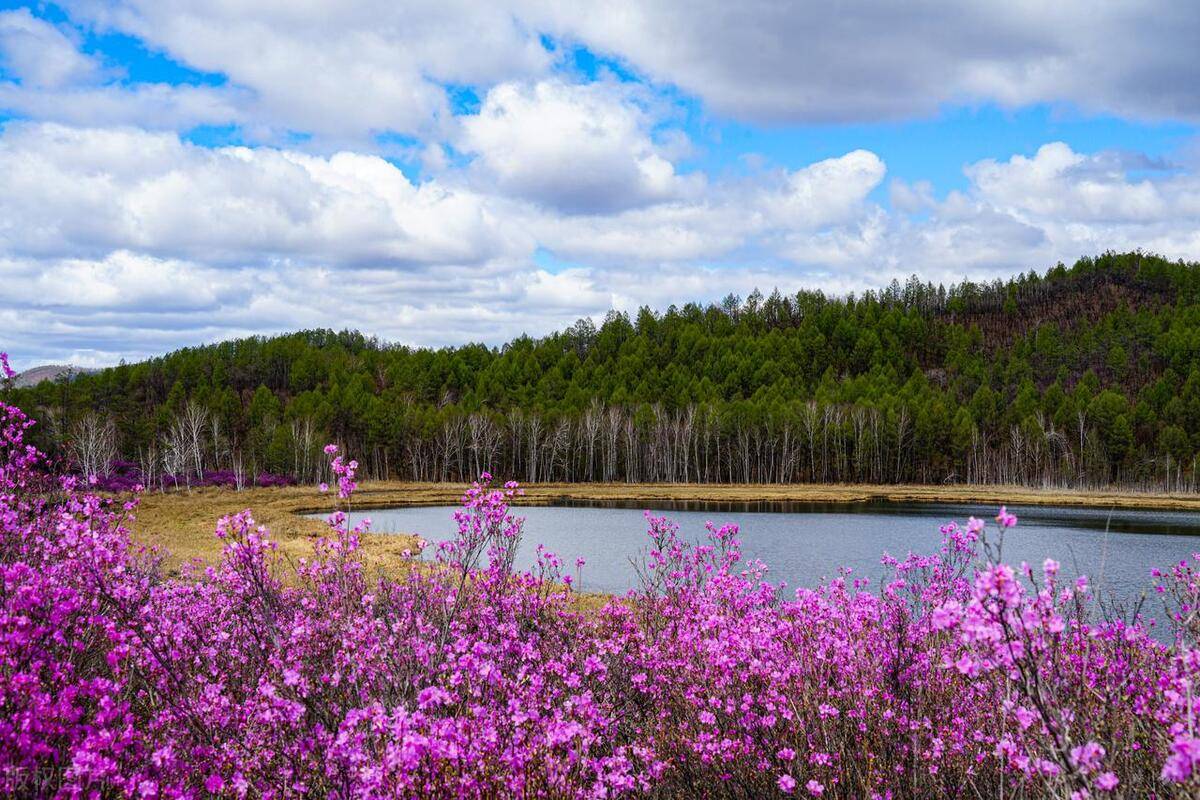 兴安杜鹃先开花后长叶,一般在4月20日至5月中旬之间达到顶峰,届时