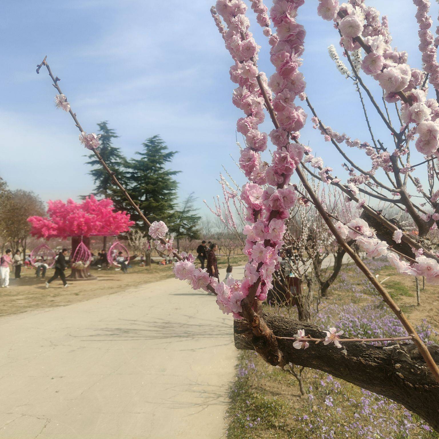 大余梅花大观园要门票图片