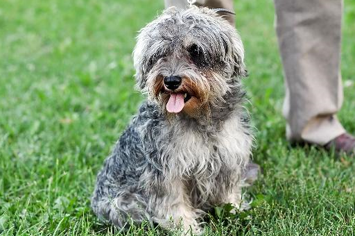 为什么饲养雪纳瑞的人越来越少?原因有以下六点_训练_主人_因为