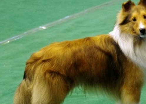 5种高颜值的牧羊犬,第一种智商最高,第四种在国内很少见_苏牧_主人