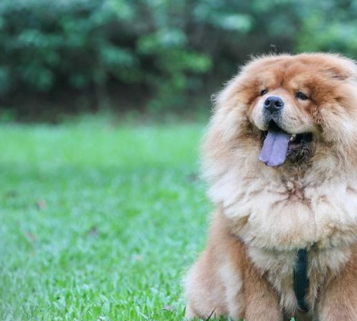 除了京巴犬,还有两种国内的犬种是比较令人感觉到可惜的,一种是曾经