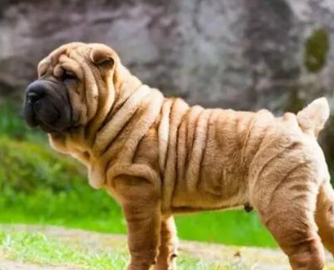 你知道中国第一斗狗吗沙皮犬颠覆你的想象