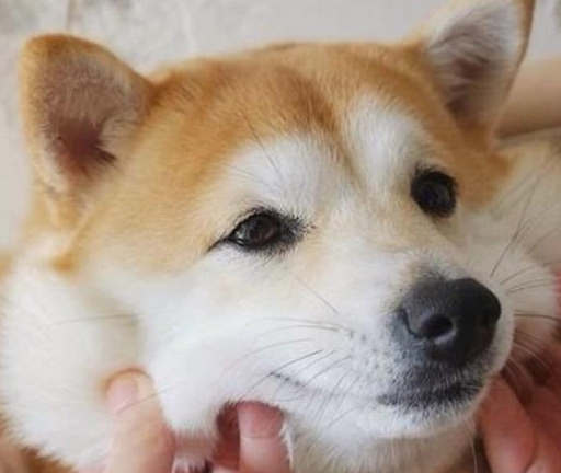 胖嘟嘟的柴犬比瘦瘦的柴犬更加的治愈人心,柴犬的笑容特别眼光灿烂