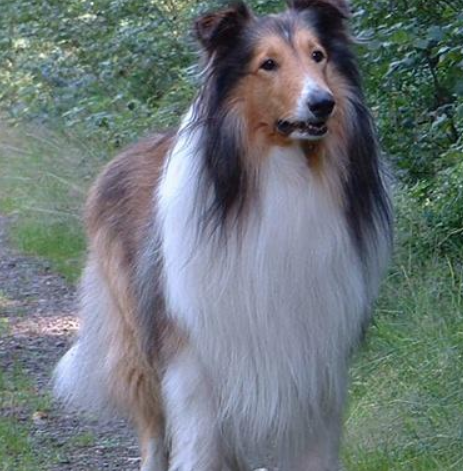 5种高颜值的牧羊犬,第一种智商最高,第四种在国内很少见