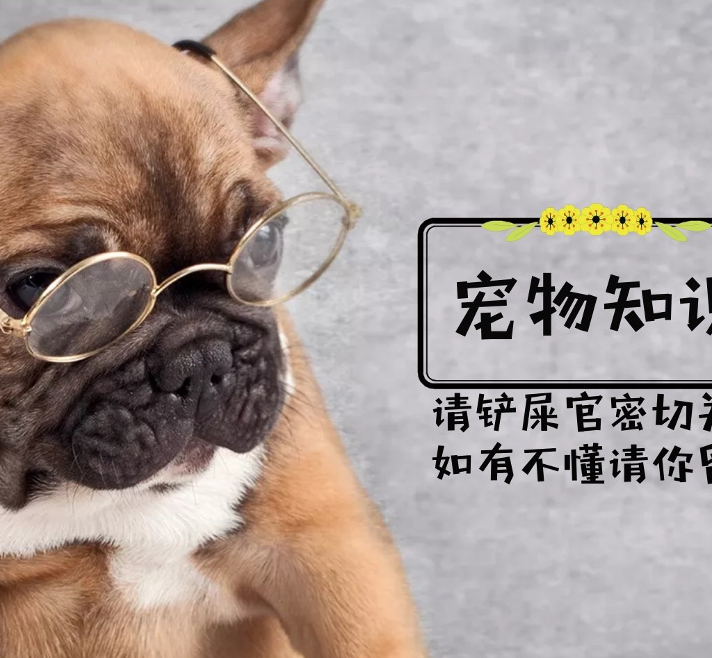 原创土狗不止叫大黄国内特有的五种本土田园犬第三是世界名犬