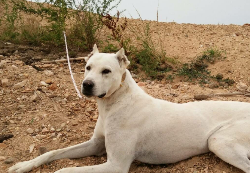 蒙古细犬价格图片