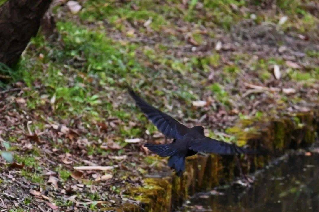 ta们就是→_黑色_精灵_鸟类