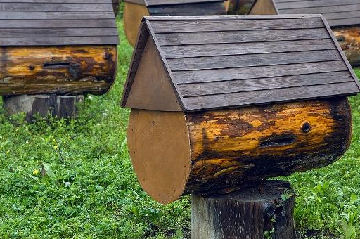 圆桶土养蜜蜂巢虫防治最佳药物有哪些