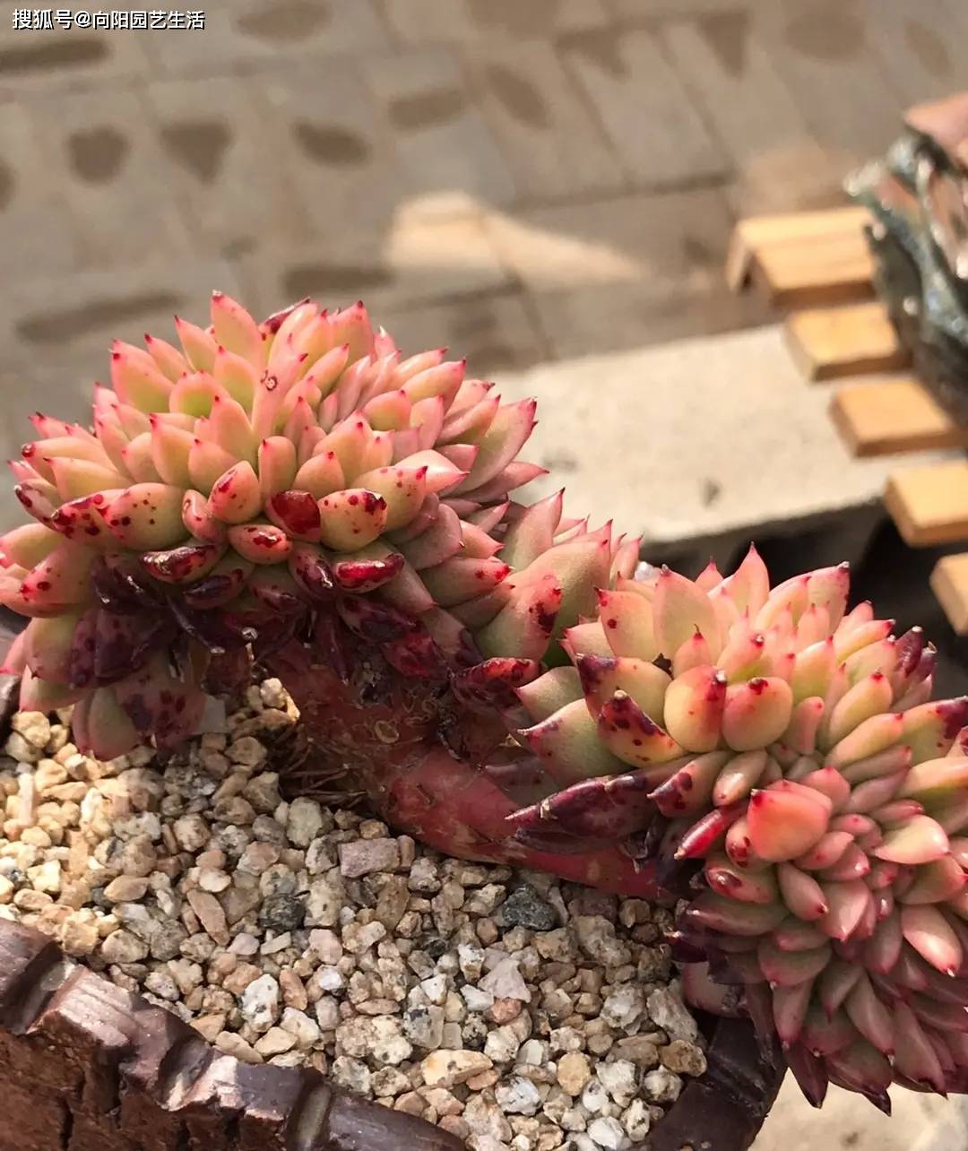 春天买多肉缀化的品种不要买必然黑腐只是时间问题