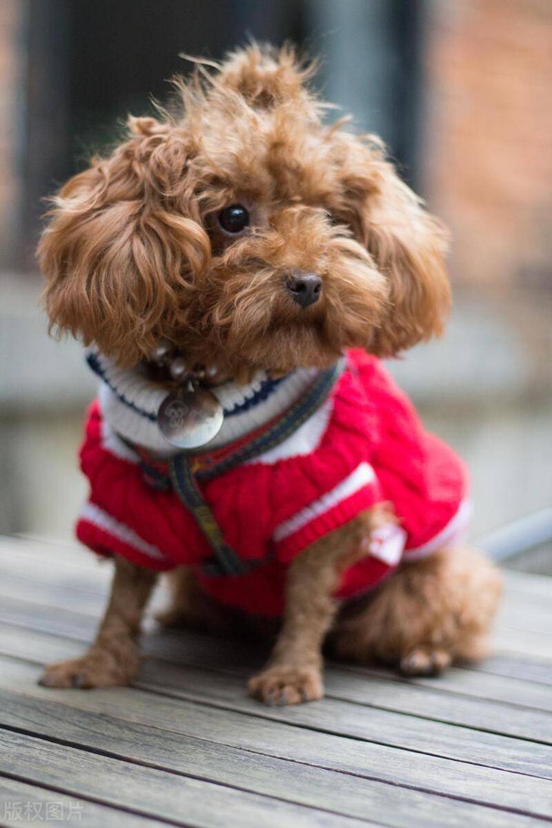 为何泰迪犬穿衣服会感到不适揭秘泰迪犬穿衣服难受的原因