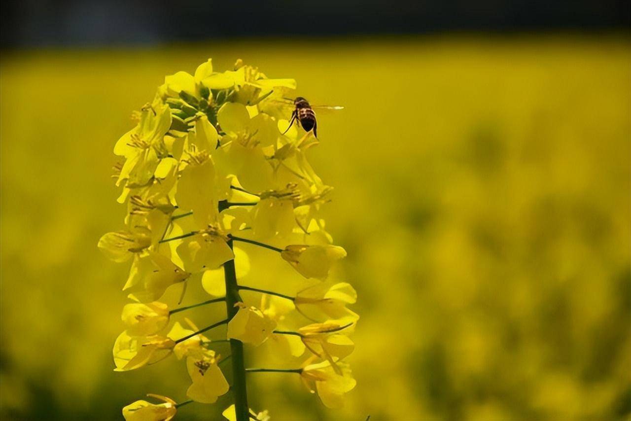 十五首唯美的油菜花诗词,打团飞入菜花去,自信世间无别香