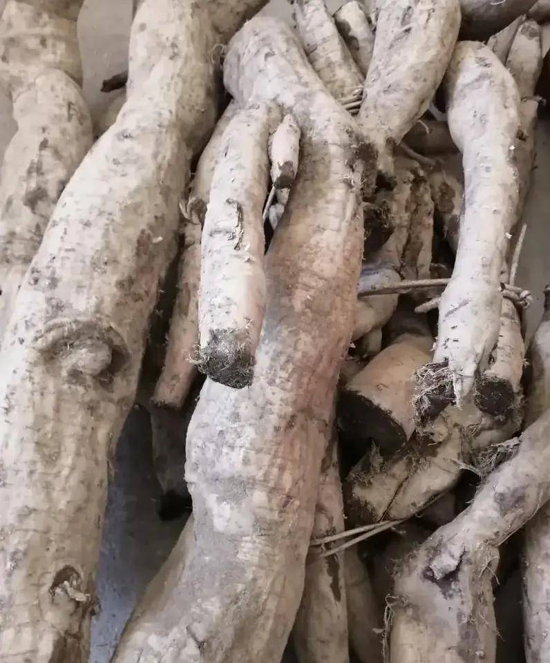 葛根的神奇力量| 探索古老药材的现代应用_饮品_美味_功效