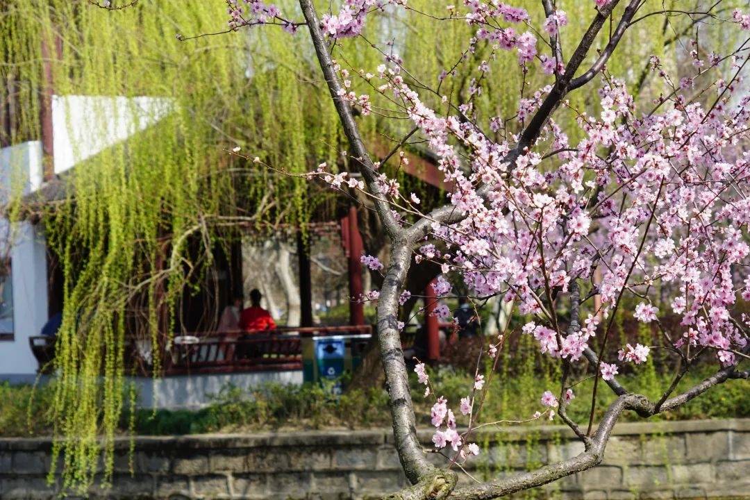 彭浦四季公园彭浦四季公园的美人梅主要集中于春园和冬园两个园区内.