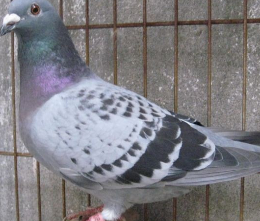 赛鸽换羽期间管理要素_鸽子_时候_羽毛