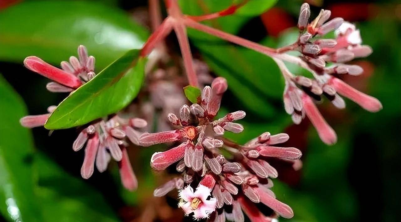 如此看来,奎宁的毒性要比乌头大上许多.