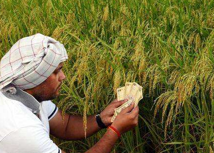 原创印度大米被赞全球最贵大米看到就明白估计只有印度人敢吃