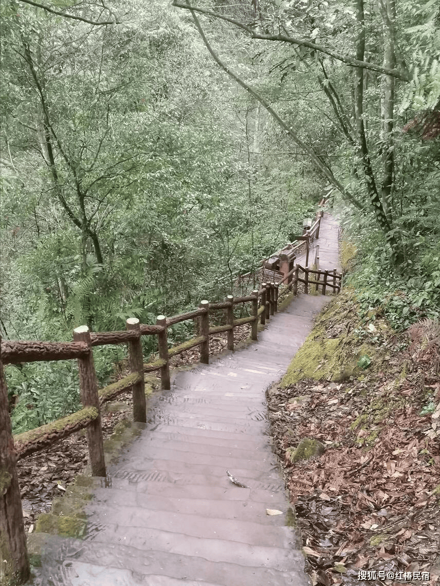 黄荆老林:北纬28度线上的亚热带原始常绿阔叶林