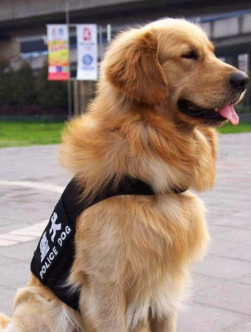 为什么金毛不能当警犬网友遇到危险可能要你保护它