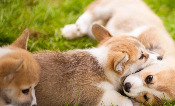 原创聪明可爱是柯基看门守家也靠谱养一只试试