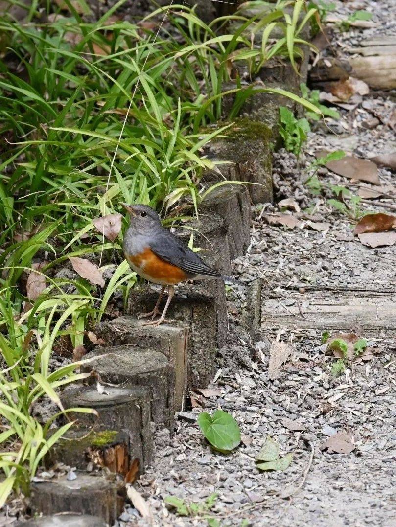 ta们就是→_黑色_精灵_鸟类