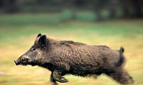 原创古代的读书人好厉害堂堂大汉博士居然力搏野猪一刀毙命