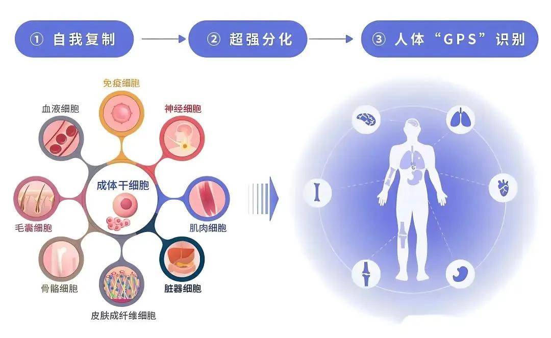 2024干细胞最新治疗疾病清单