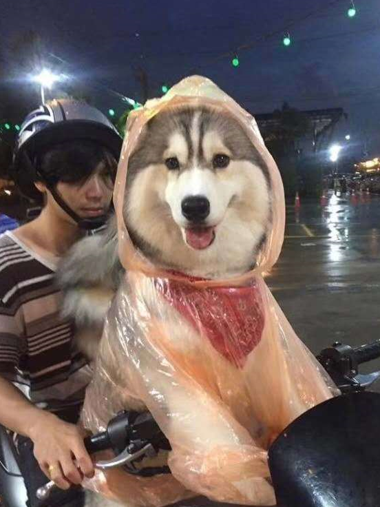 原创雨天遛狗怎么办哈士奇不要担心俺有雨衣啊