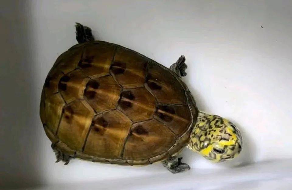 原创果核首当其冲成为泡沫破裂的第一站是你想要的结果