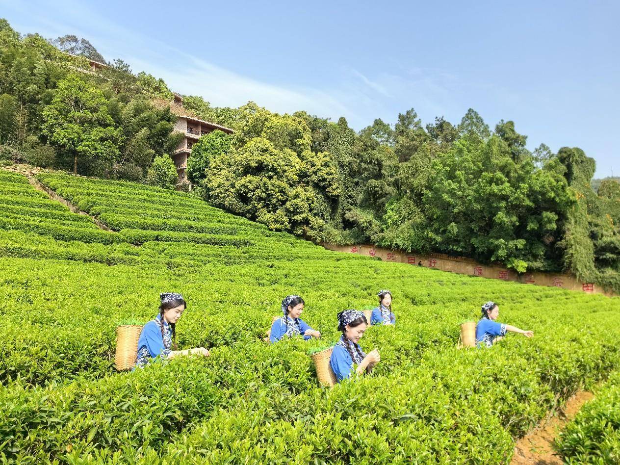 雁南飞茶田风景区图片